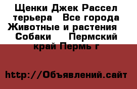 Щенки Джек Рассел терьера - Все города Животные и растения » Собаки   . Пермский край,Пермь г.